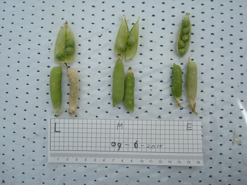 Comparison of peas grown in Lunar (1st), Martian (2nd), and Earth (3rd) soil / Wieger Wamelink